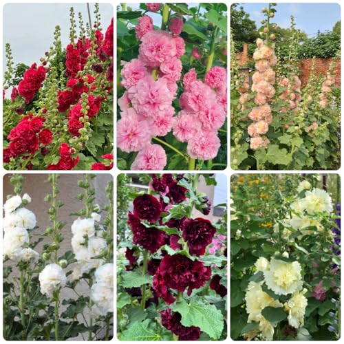 semi di malvarosa perenne resistente, malvarosa, luoghi soleggiati, balcone di perenni resistenti, decorazione autunnale 85pcs