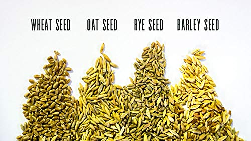 Thunder Acres Cat Grass Blend - Wheat, Barley, Oats, and Rye Seed Mix - Non-GMO - Certified Organic - Bonus CAT Toy (1 oz)