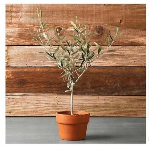 Olea europaea Frantoio – VASO 16 - Pistoia Verde