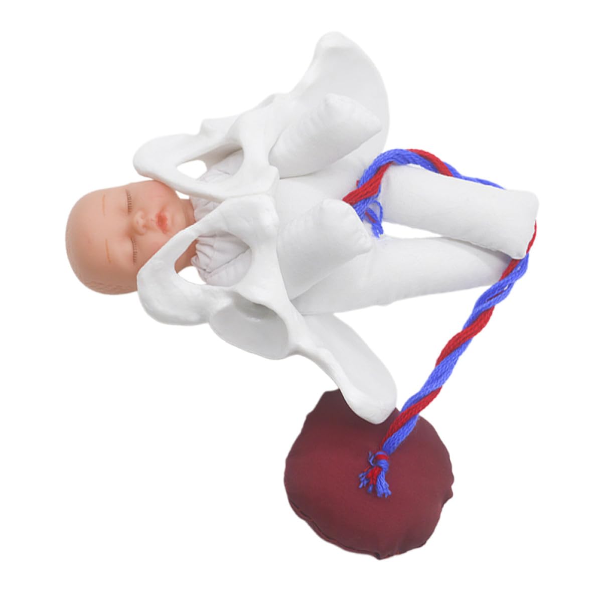 SHINEOFI Modèle Fœtus Détaillé Cordon Ombilical et Placenta D'anatomie Pelvienne Féminine Réaliste Outil Polyvalent pour Formation et Enseignement Infirmier