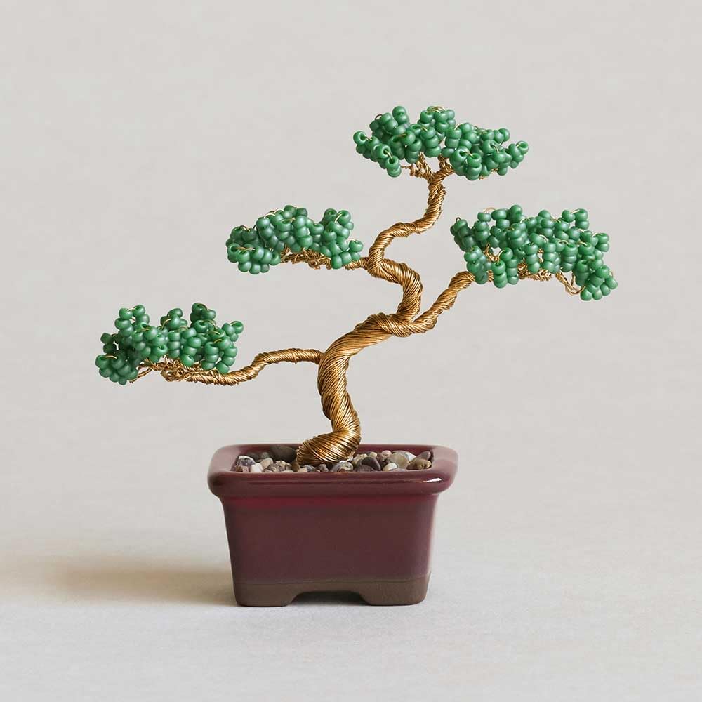 針葉樹の盆栽2点セット 2種セット】The BONSAI 栽培セット（黒松