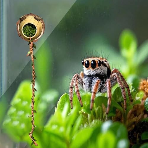 Decoración de Hábitat Arácnido para el Descanso de Arañas Saltarinas 4
