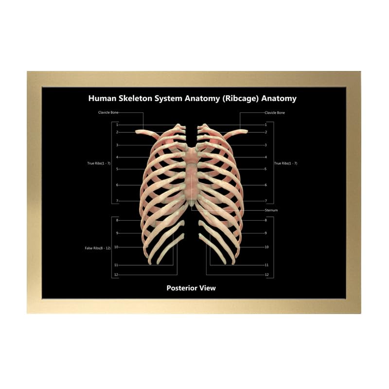 Image of Taanfu Body Educational Learning Anatomy Posters ，Skeleton System Art Intestinal Skeleton Anatomy Art Poster Digestive System Organs Illustration Small Intestine Physiology Anatomy Wall Art Villi