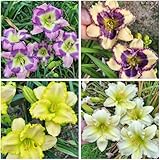 Rizoma de azucenas fuerte + resistente a la raíz – perfecto para los amantes del jardín y principiantes, 10 raíces B