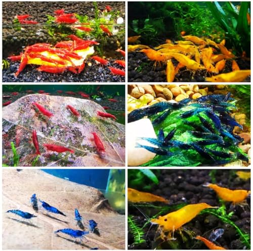 10x Assorted high Grade Tropical Freshwater Live Shrimp