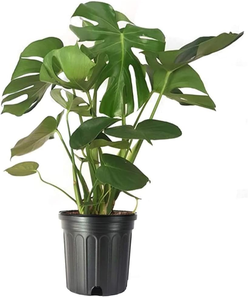 American Plant Exchange Philodendron Monstera – 10-Inch Pot – Live Split-Leaf Tropical Houseplant, Easy Care Indoor Plant for Home, Office, & Jungle-Inspired Décor