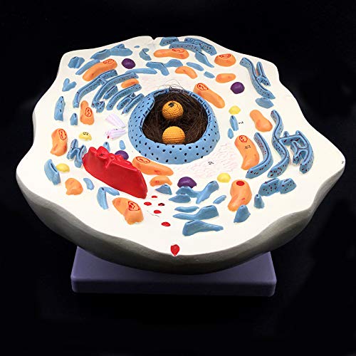 20000X Enlarged Animal Cell Model Anatomically Accurate Cell Model Anatomy for Science Classroom Study Display Teaching Medical Model