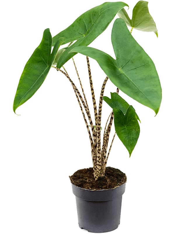 the lego bonsai master Bonsai Tree Lego main image 1