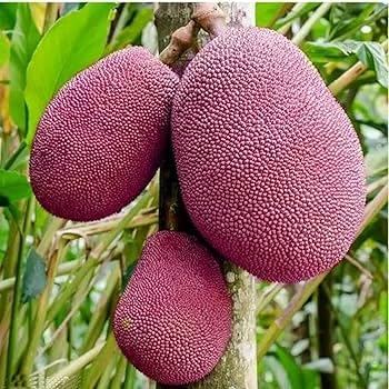 Image of G- All-Time 12 Months Hybrid (GRAFTED) Live Fruit Plant Original & Authentic Organic Tree for Outdoor Fast-Growing Fruit Plant Home Gardens Sweet Healthy Plant Pack Of-1 (Red Jackfruit Plant, Medium)