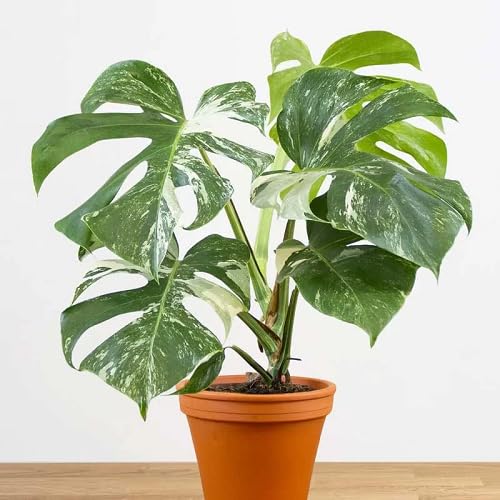 Fresh 60Pcs Green White Monstera Plant Seeds Fast Growing Suitable for Indoor & Outdoor Gardens