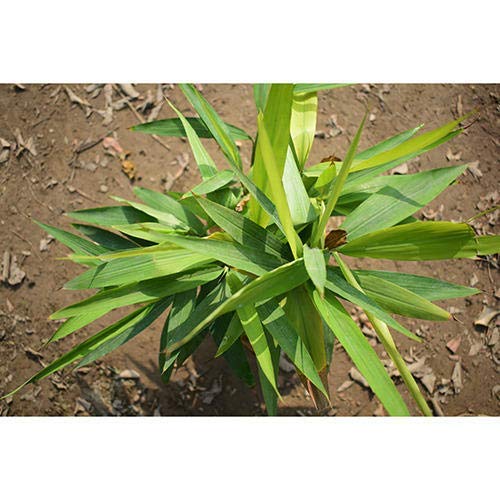 Greenpots Live Green Cardamom/Choti Elaichi Plant With Pot (B08NC6B7HP) Amazon Price History, Amazon Price Tracker
