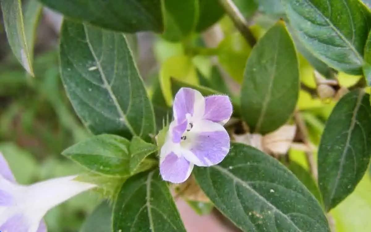 ADITYA GREEN PLANTS AGP® Barleria cristata, Vajradanti, Semmulli, Philippine violet, Gueule de loup(1 live plant in poly bag)