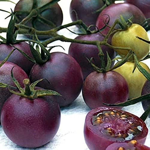 35 Seeds- Organic Chocolate Cherry Tomato Seeds - Grow In All Seasons (B07KRPQDML) Amazon Price History, Amazon Price Tracker