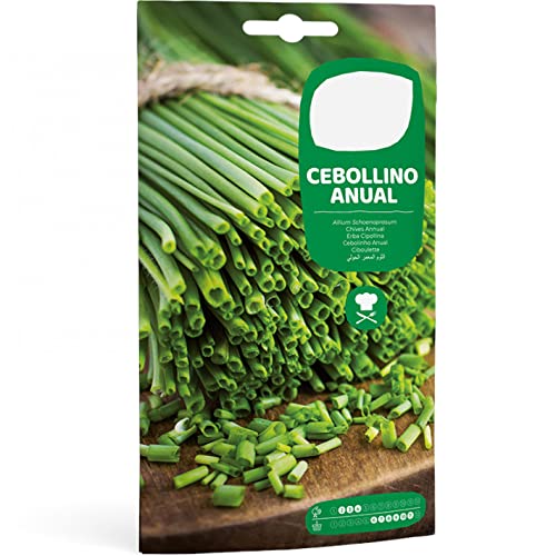 Semillas para Huerto de Cebollino Semillas Naturales de Cebollín Allium Schoenoprasum