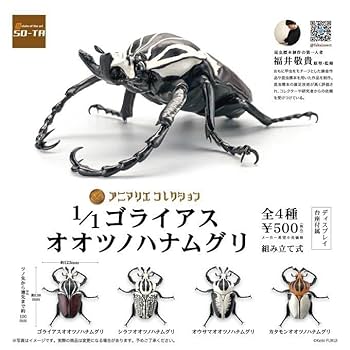 美麗個体　ゴライアスカシクス 　72.7㎜　カタモンオオツノハナムグリ Amazon | 美しく迫力のある世界最重量のハナムグリ 名和昆虫