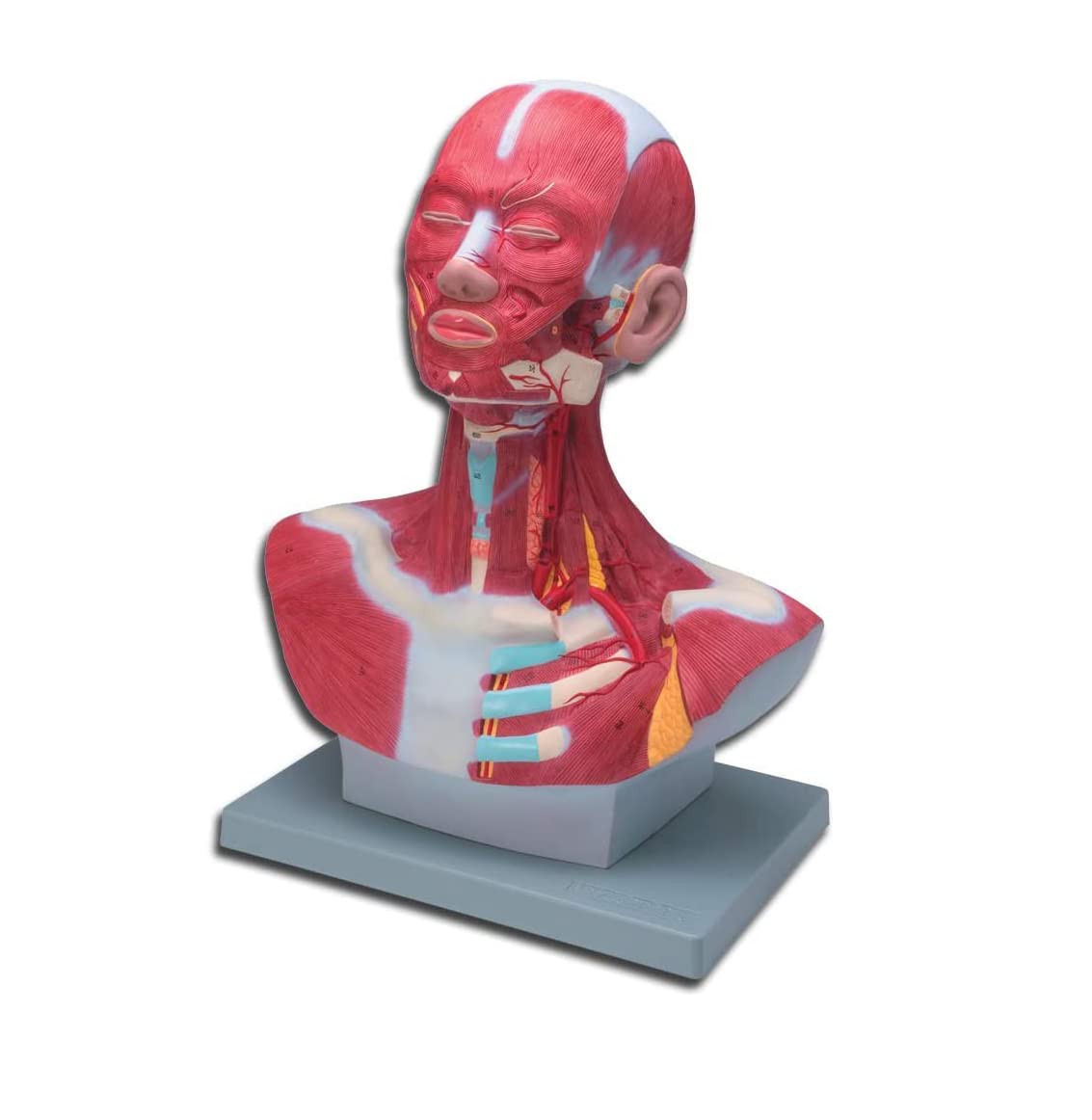 QHYTL Anatomical Model of Head And Neck Muscles Magnification 1X Head Neurovascular Model, Chest Muscles, Human Muscle Model,Anatomical Model of Human Head-Neck Muscolature
