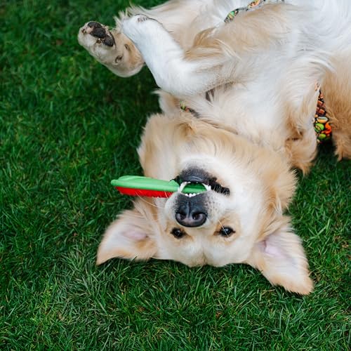 Dingo Hundespielzeug aus Hart Gummi TPR Boomerang 23 cm 17395