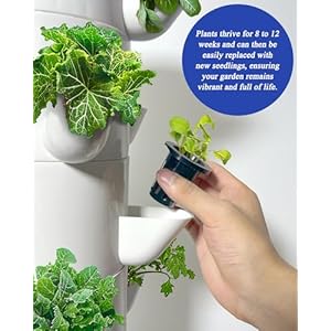Sjzx Hydroponic Growing System with Grow Lights (No Seedlings Included) |25-Plant Hydroponic System | Home Gardening System for Indoor Herbs, Fruits and Vegetables | BPA-Free Food Grade Sjzx Hydroponic Growing System with Grow Lights No Seedlings Included 25 Plant Hydroponic System Home Gardening System for Indoor Herbs Fruits and Vegetables BPA Free Food Grade