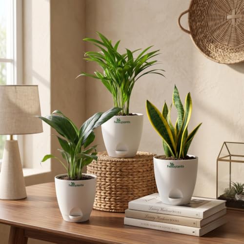 Image of Peace Lily, Areca Palm & Snake Plant Live Indoor 3-Plant Combo in 4-Inch Self-Watering Matte White Pots | Easy-Care, Air-Purifying Houseplants for Home, Office & Bedroom Decor