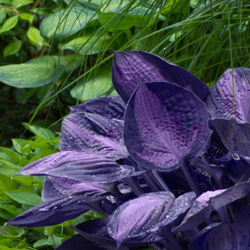 200pcs Purple Hosta Seeds Non-GMO Hosta Plant Seeds for Planting ...
