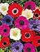 Anemonen coronaria De Caen gemischt (50 Blumenzwiebeln)