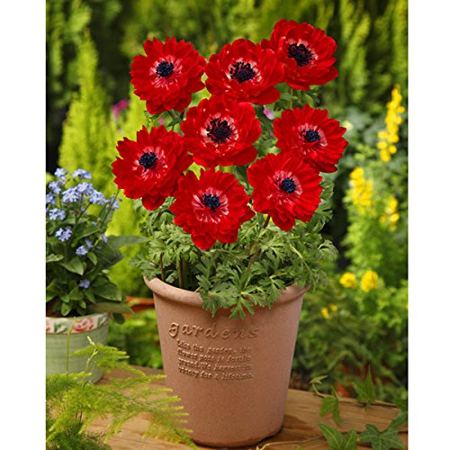 [秋植え球根]アネモネ：八重咲き・赤25ml入り 2袋セットのサムネイル