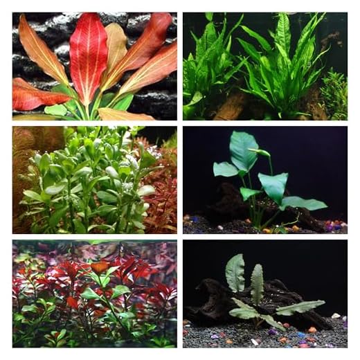 California Bundle - 25+ Stems / 6 Species Live Aquarium Plants Package