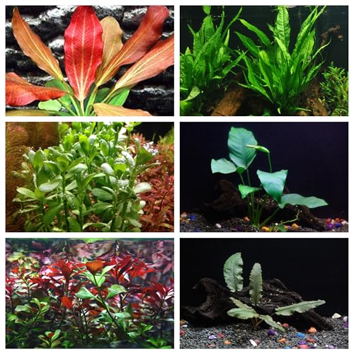California Bundle - 25+ Stems / 6 Species Live Aquarium Plants Package