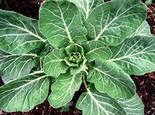 LGKO Collard s-e-e-ds, Yates, Collards, Collard Greens s-e-e-ds, 100s-e-e-ds