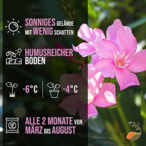 Parent Oleander DE – Bild 4