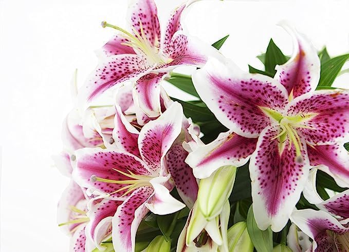 Miniatura 3 de Colección KaBloom Hollywood - Barbie Pink Lily Ramo de 10 lirios Stargazer Rosa Fresco (Farm Fresh) Entrega Prime