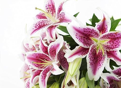 KaBloom PRIME NEXT DAY DELIVERY - Fall Collection - Barbie Pink Lily: Bouquet of 5 Fresh Pink Stargazer Lily . Gift for Birthday, Easter, Mother’s Day Fresh Flowers