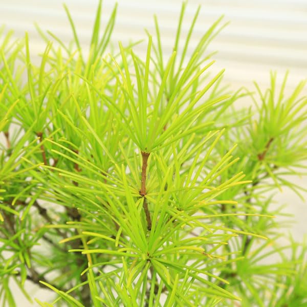 Amazon.co.jp: 庭木：コウヤマキ（こうやまき）高野槇* 樹高：約90cm