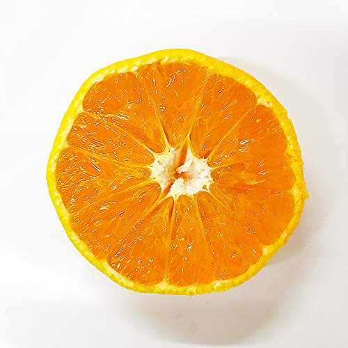 厳選フルーツ マルイチ西川商店 小玉みかん 約10キロ 熊本産 完熟蜜柑 訳あり品 S~4Sサイズ の商品画像 3