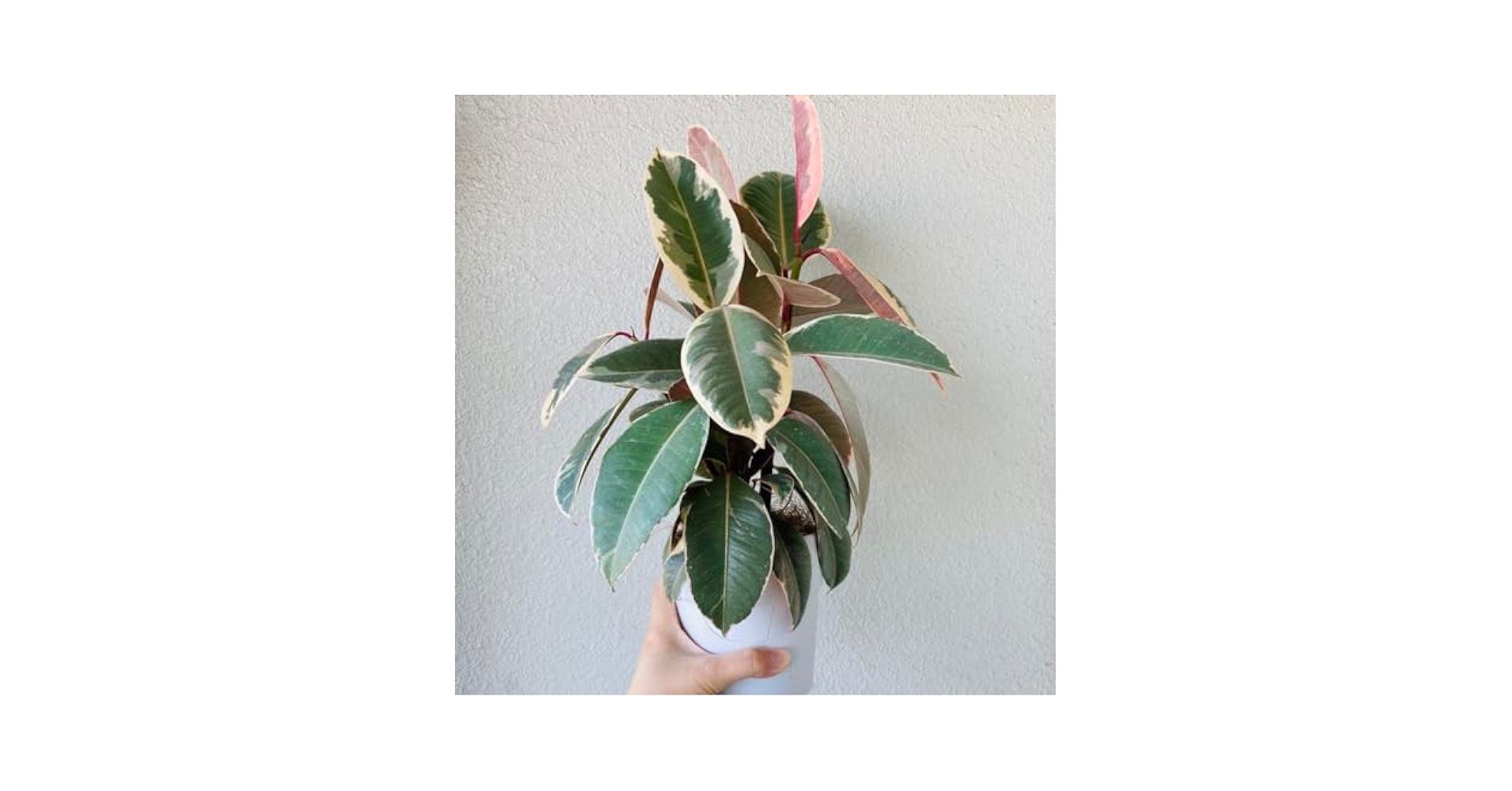 Amazon｜観葉植物 フィカス エラスティカ ティケネ ベリーズ 4号