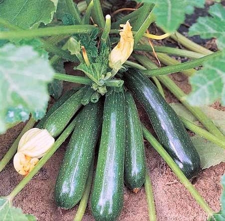 RENUKA NURSERY Hybrid Green Zucchini Vegetable Seeds for home Gardening(pack of 20)003 (B0DB5TYZ9M) Amazon Price History, Amazon Price Tracker