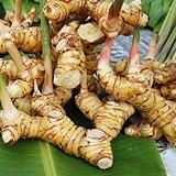 gemüsesamen galgant bio saatgut freiland frisches Alpinia-officinarum, küchenkräuter samen, alte sorten alte gemüsesorten samen, schattenpflanzen winterhart gemüsepflanzen exotische 20pcs