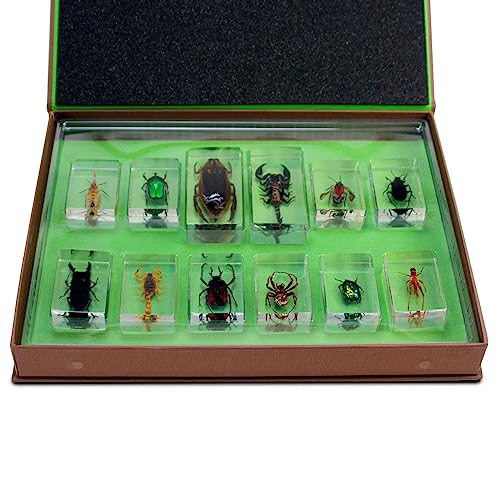 Image of Geoworld Nature Collection Insects in Resin: 12 Insects - Scorpion, Spider, Beetles and More - STEM Education or Collection Set