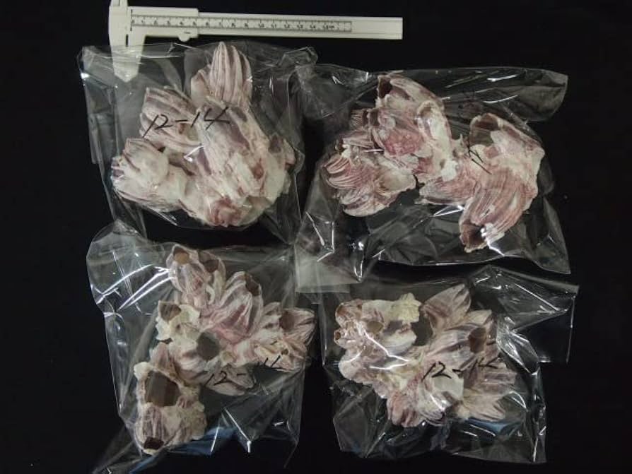 Amazon.co.jp: 【貝殻の問屋さん】天然フジツボ【約12～14cm/1個