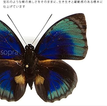 蝶の標本　ジャングルを舞うタテハの世界(珍A) 蝶の標本 ジャングルを舞うタテハの世界(珍A) 蝶の標本 ジャングルを