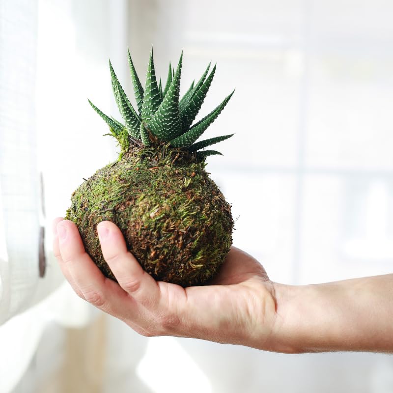 Kokedama mini Cactus Natural - Kokedama Interior | Bola de Musgo Vivo | Planta Natural | Planta Interior | Decoración Hogar | Fácil Cuidado y Mantenimiento