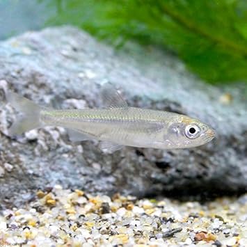 Amazon 淡水魚 オイカワ ｓサイズ ３匹 Charm チャーム 観賞魚 水中生物 通販