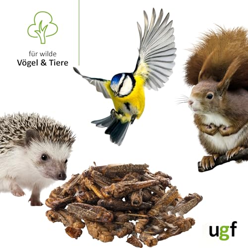 UGF - Getrocknete Heuschrecken - 65g im 500 Milliliter Eimer, Heuschrecken Insekten, Reptilienfutter, Nagetierefutter, Igelfutter, Eidechsenfutter, Vogelfutter Wildvögel Ganzjährig, Fischfutter