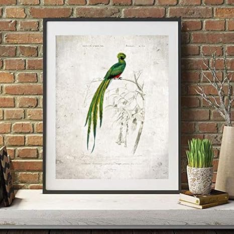 Amazon ウォールアートquetzal鳥ヴィンテージプリント美しい鳥イラストポスターレトロな動物の壁アートパネルキャンバス絵画インテリア絵の装飾 50x70cm X1 フレームレス ウォールステッカー オンライン通販
