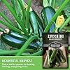 Survival Garden Seeds - Black Beauty Zucchini Seed for Planting - 1 Pack with Instructions to Plant & Grow Dark Green Summer Squash Plants in Your Home Vegetable Garden - Non-GMO Heirloom Variety #2