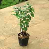 た*ー様 楓　盆栽 Kaede(Trident Maple) Bonsai 楓 盆栽：The 8th World Bonsai
