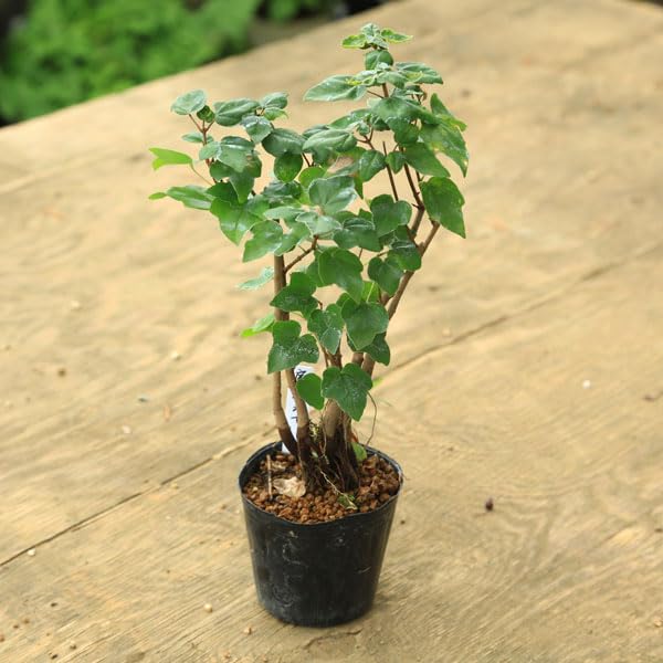 Amazon.co.jp: 遊恵盆栽 苗：宮様楓*みやさまかえで : DIY・工具・ガーデン