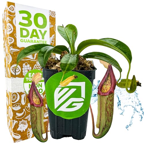Miranda Carnivorous Pitcher Plant - Nepenthes Miranda - Wellspring Gardens Starter Plant - Unique & Exotic Tropical for Indoor/Outdoor Growing & Planting - Easy to Grow Great for Nature Lovers
