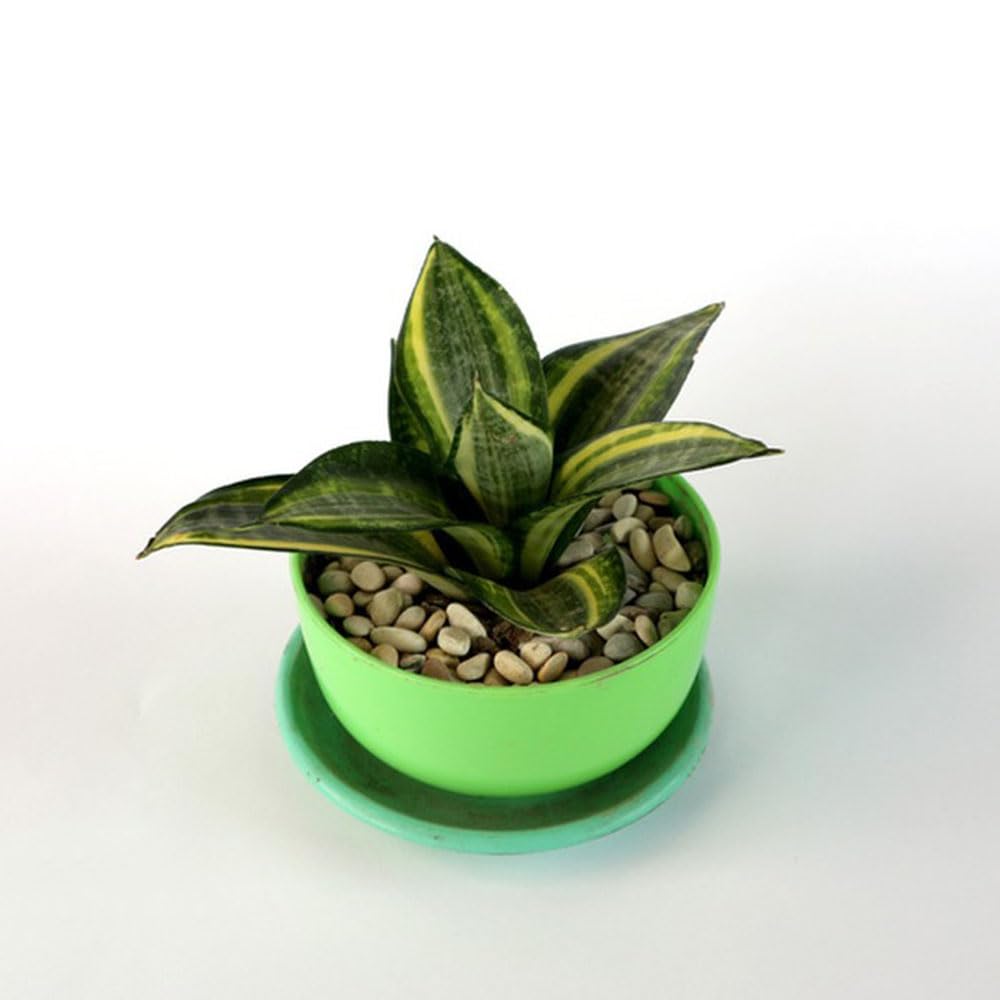 50 Pcs bogenhanf samen - sansevieria pflanze - deko wohnzimmer  zimmerpflanzen gro (Sansevieria trifasciata) grnpflanzen zimmerpflanzen  topfpflanzen drauen winterhart herbst dekoration : Amazon.de: Garten