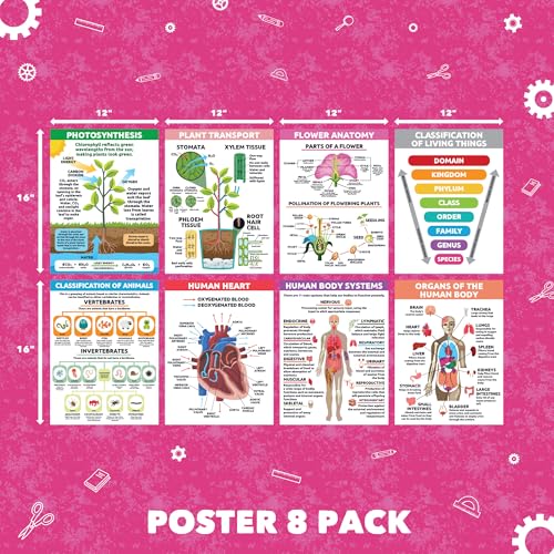 Affiches sciences de la vie Sproutbrite pour animer les cours d'école - 3